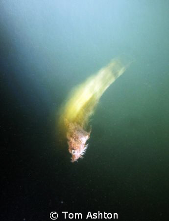 This little Pogge was swimming on the surface at night. A... by Tom Ashton 