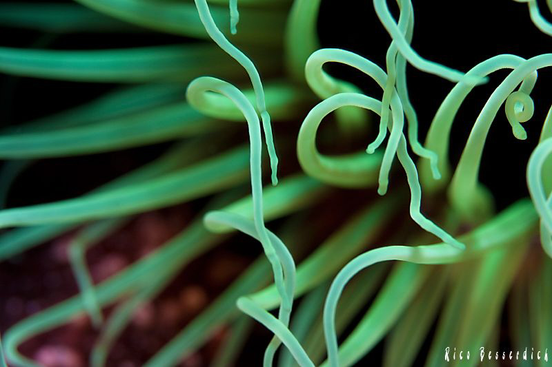 Closeup of an sea-anemone. by Rico Besserdich 