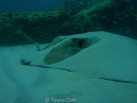 Large Ray covered for camo in sand. Seen snorkeling rocks... by Teena Cole 