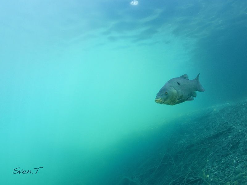 A tench out of the blue.. by Sven Tramaux 
