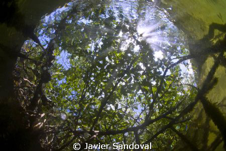 Cancun mangrove by Javier Sandoval 