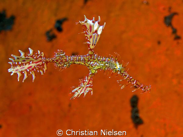 I caught this ghost pipefish (on photo) outside its coral... by Christian Nielsen 