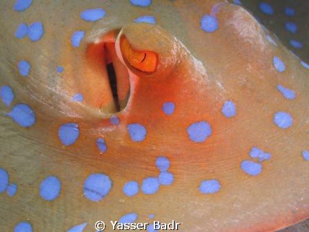 Blue spotted Sting Ray by Yasser Badr 