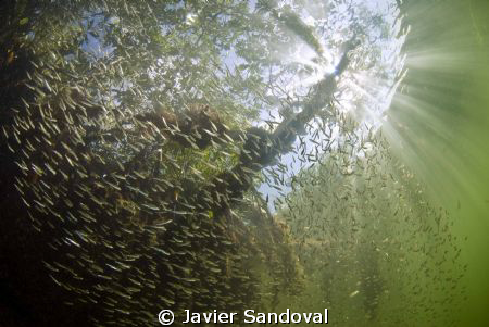 Cancun mangrove with silversides by Javier Sandoval 