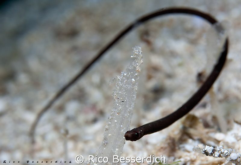 Very rare pipefish ( after more than 3000 dives that was ... by Rico Besserdich 