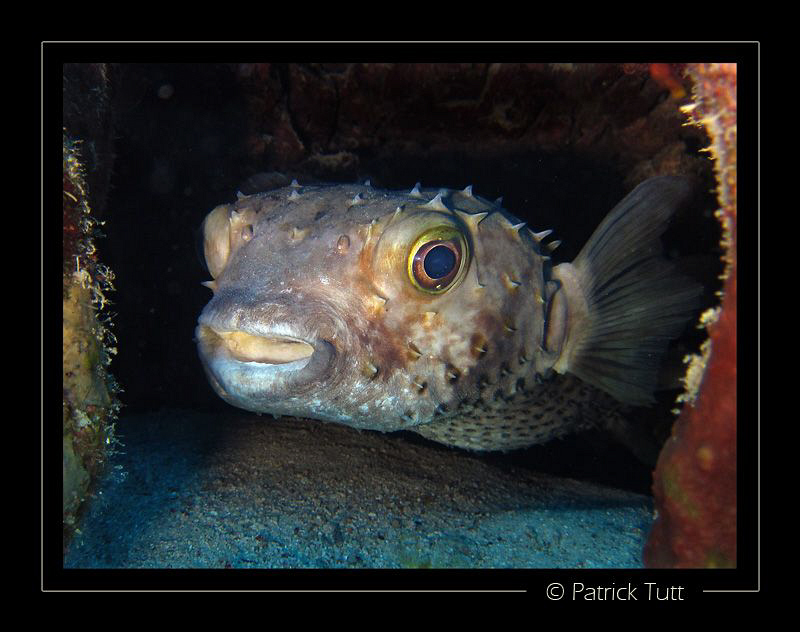 Porcupinefish in Marsa Nakari - Egypt - Canon S90 with ha... by Patrick Tutt 