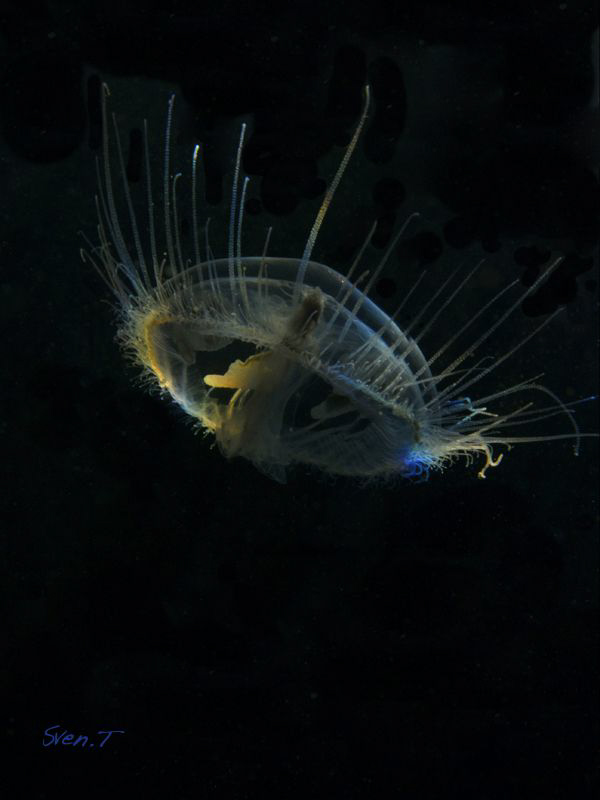 Craspedacusta sowerbyi a freshwater tiny jellyfish of abo... by Sven Tramaux 