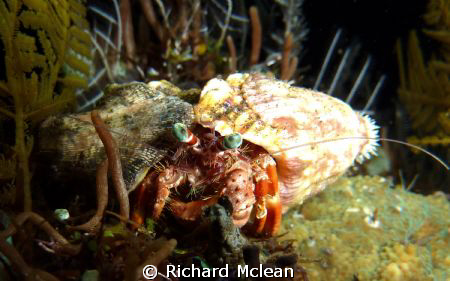 hermit crab on a night dive by Richard Mclean 