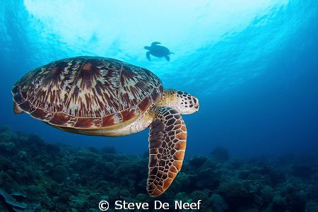 Two Green Sea Turtles swimming around at Apo Island. This... by Steve De Neef 