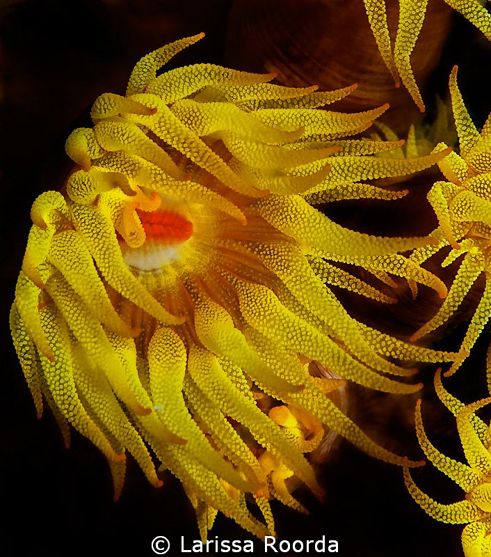 "Sunflower"  coral polyp by Larissa Roorda 