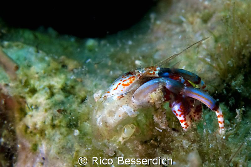 "Naked !!" This small ( 10 mm ) hermid crab has a serious... by Rico Besserdich 