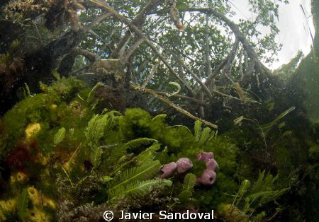 Cancun mangrove with sponges and algee by Javier Sandoval 