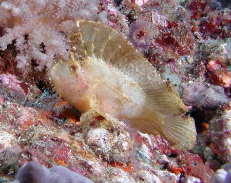 White Leaf Scorpionfish - Lembeh Strait by Dale Treadway 