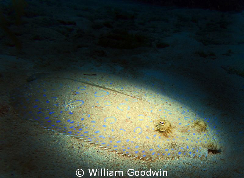 Peacock Flounder lit with a snoot on a Light Cannon. Caym... by William Goodwin 