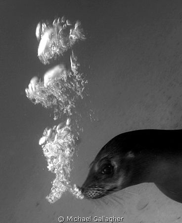 Galapagos sea lion blowing bubbles at me - I spent a lot ... by Michael Gallagher 