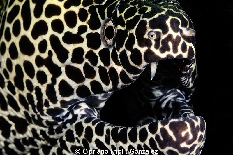leopard murena enjoying the photo by Cipriano (ripli) Gonzalez 