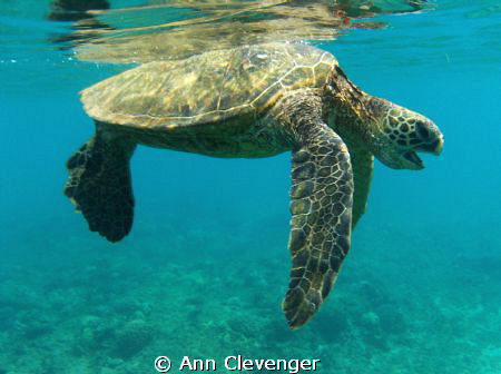 Huge sea turtle at Napili Bay, Maui (Hawaii, USA).  Taken... by Ann Clevenger 