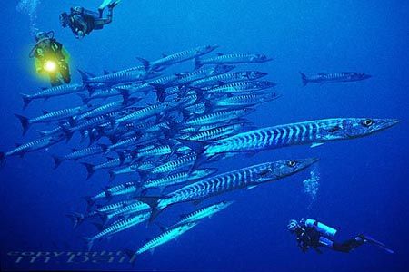 Sulawesi-barracudas-Nik-RS-composite>3divers by Manfred Bail 
