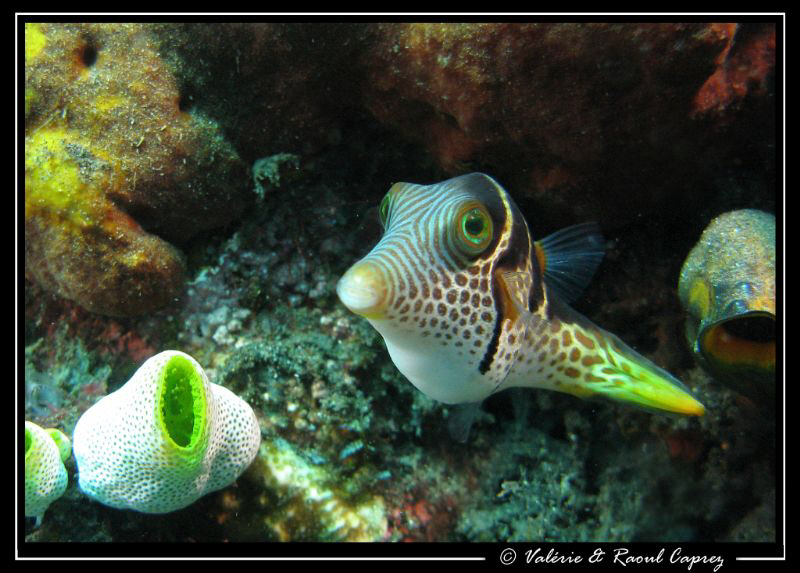 Canthigaster valentini by Raoul Caprez 