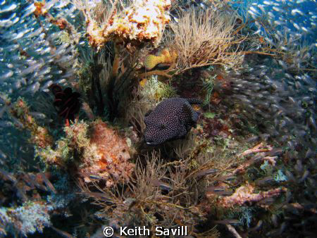 I have struggled to get a shot of a pufferfish - they alw... by Keith Savill 