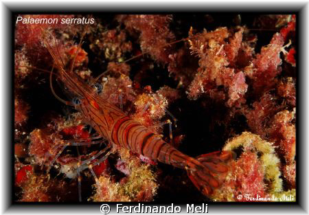 Palaemon serratus. by Ferdinando Meli 
