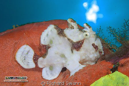 Juvenile Frogfish, TAR Park, Kota Kinabalu, Sabah, Nikon ... by Richard Swann 