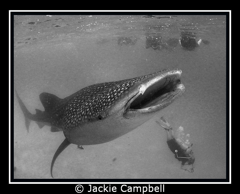 Whaleshark with an adoring fan club.
Canon ixus 980, fis... by Jackie Campbell 