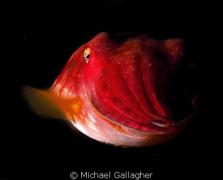 Juvenile Australian Giant Cuttlefish - Julian Rocks, Byro... by Michael Gallagher 