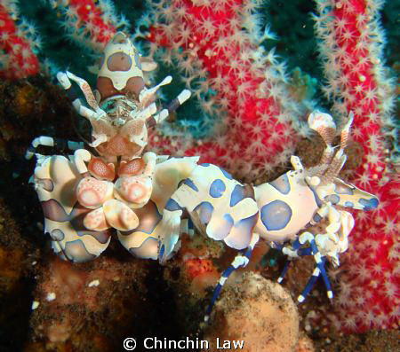 front and side view of a harlequin shrimp by Chinchin Law 