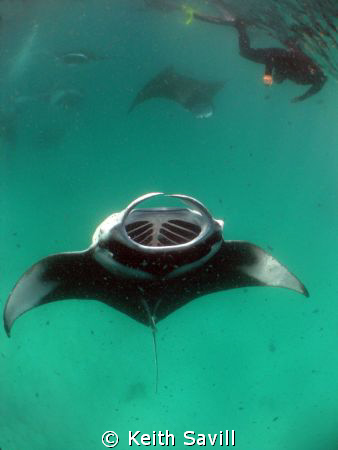 After an hour of watching in amazement approx 100 Mantas ... by Keith Savill 