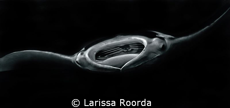 The approach of a manta. by Larissa Roorda 