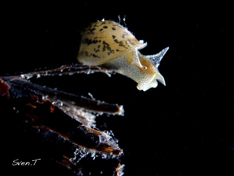 Lymnaea, pond snail, yesterday's dive by Sven Tramaux 