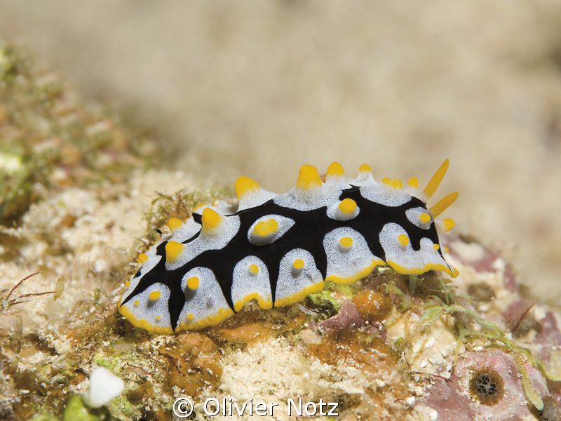 Rüppel's wart slug; picture taken during early morning di... by Olivier Notz 
