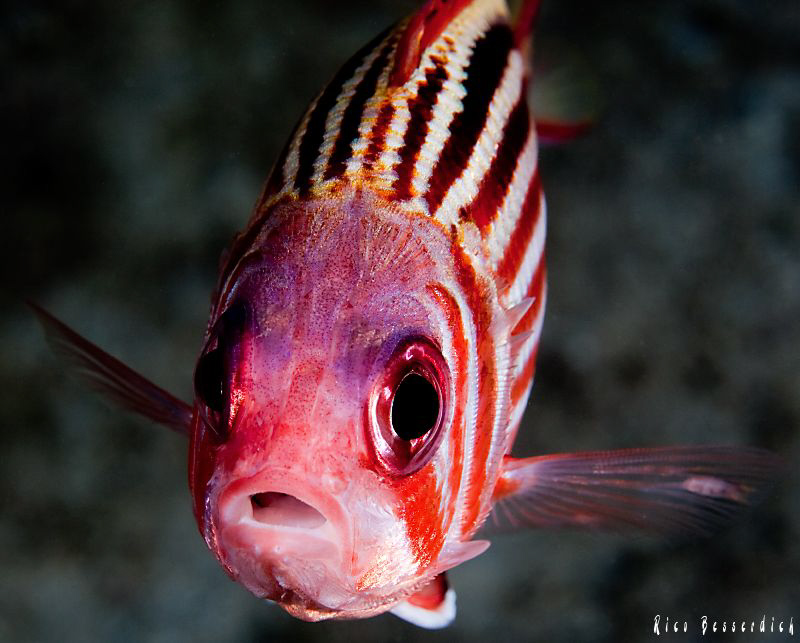 soldier-fish close-up by Rico Besserdich 