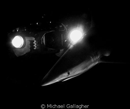 Photographing silky sharks at night in the Red Sea, Sudan... by Michael Gallagher 