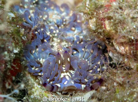Up close and personal with the Blue Dragon Nudibranch in ... by Brooke Landt 