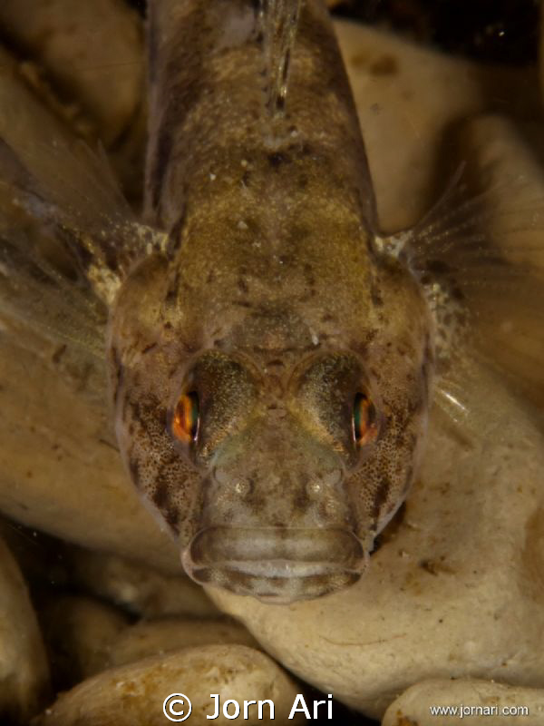 Sand Goby.
Olympus E-420 With Ikelite Housing + 1 DS160 ... by Jorn Ari 