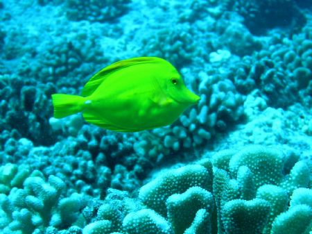 Yellow Tang in natural light. Taken with an Olympus C-506... by Tim Clark 