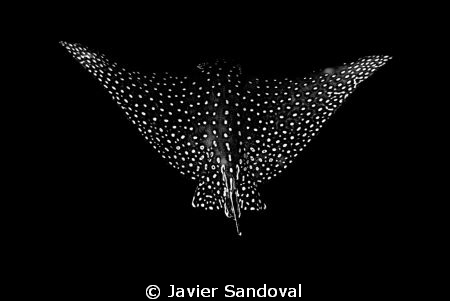 eagle ray back view by Javier Sandoval 