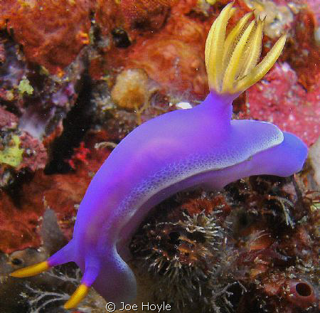 purple nudibranch close up by Joe Hoyle 