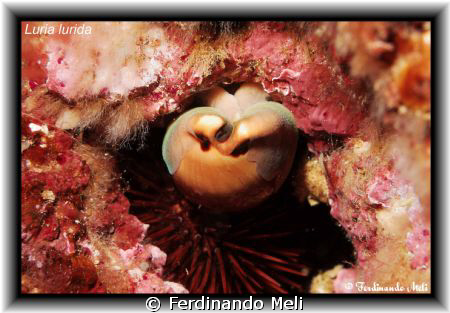 A luria lurida shell. by Ferdinando Meli 