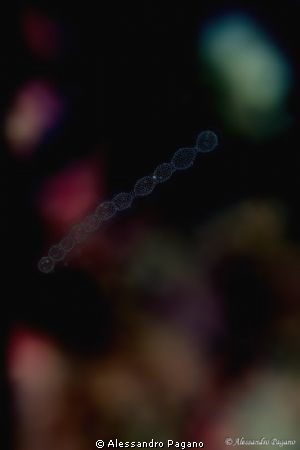 To infinity and beyond :-)
Radiola pelagic Collozoum inerme by Alessandro Pagano 