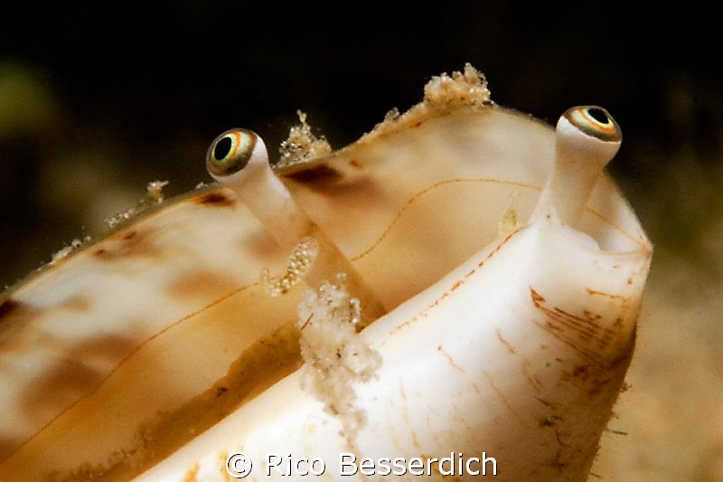 sea shell close-up by Rico Besserdich 