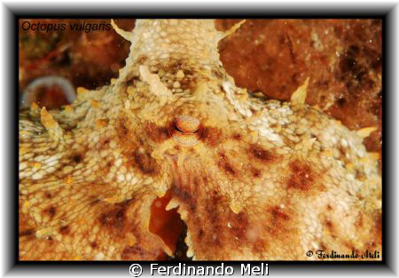 Octopus vulgaris... magnetic eye... by Ferdinando Meli 