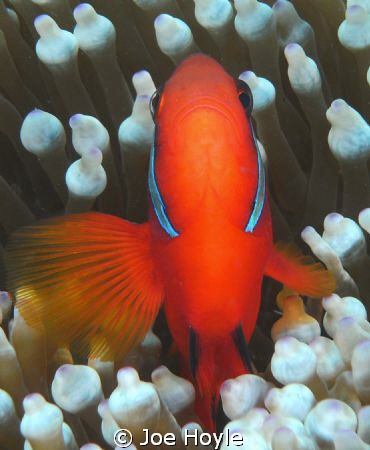 head-on saddleback clown fish.. if you look really close ... by Joe Hoyle 