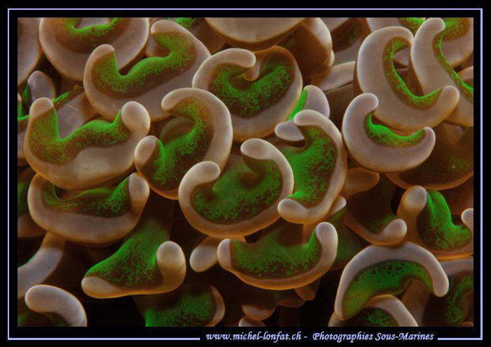 Euphyllia ancora - taken in the waters of Lembeh Strait..... by Michel Lonfat 