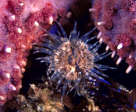 Cup Coral & Starfish (Nikon F4, 105mm Macro, Aquatica hou... by Andrew Dawson 
