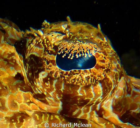 I just love the patterns in crcodile fish eyes and well b... by Richard Mclean 