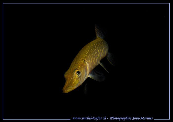 Young Pike Fish on the Hunt... Que du bonheur... :O)... by Michel Lonfat 