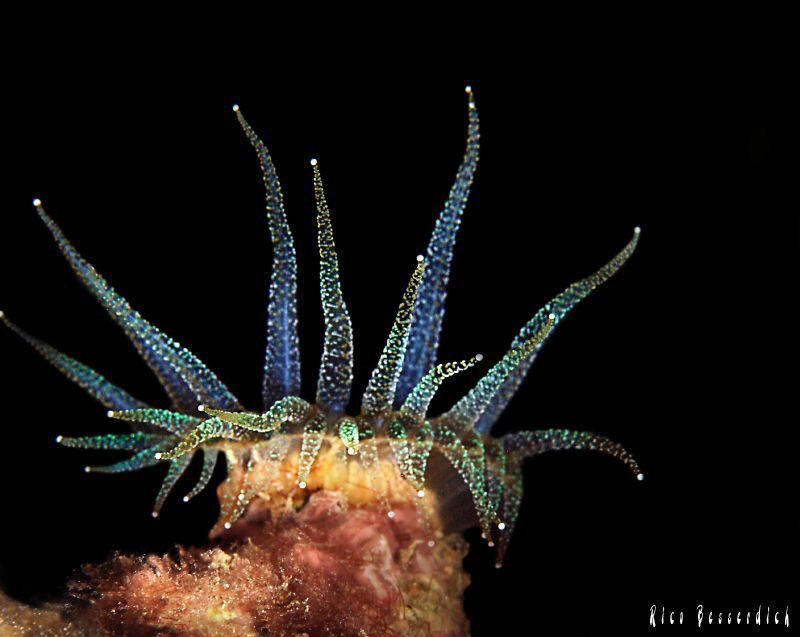 Anemone at night-dive. CANON 40D, Ike housing, IKE Ds125 ... by Rico Besserdich 